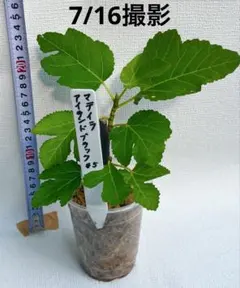 結実成績あり）いちじく苗木☆レア ☆マデイラアイランドブラック苗木