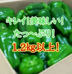 朝どれ新鮮✨産地直送☀️高知県産ピーマン3キロ送料込み！減農薬栽培