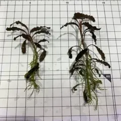 ムゥ様 リクエスト 2点 まとめ商品