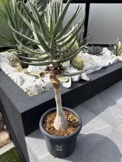 アロエ ディコトマ 引取り限定 栃木県足利市 現品多肉植物 アロエ ディコトマ 6号 12147(h7) : 千草園芸