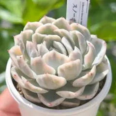 メルカリ