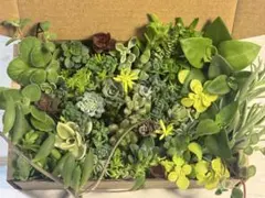 【A】セダムカット苗詰め合わせ　寄せ植え