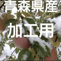 加工用5キロ葉とらずサンふじ