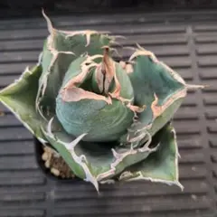 ひーぽん様 リクエスト 2点 まとめ商品