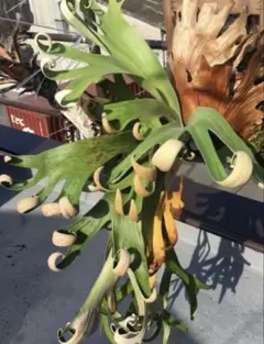 2025年最新】foong siqiの人気アイテム - メルカリ