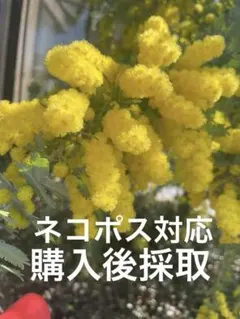 【無農薬】ミモザ　アカシア