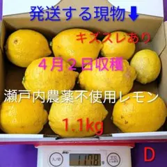 D ４月２日収穫 新鮮！瀬戸内の農薬不使用レモン　キズスレあり