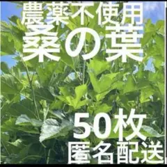 農薬不使用　桑の葉　50枚のサムネイル