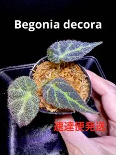 Begonia sp.Kanowit ベゴニア　カノウィット美株❣️原種ベゴニア 専用❣️Begonia sp.Kanowit ベゴニア カノウィット❣️原種ベゴニア