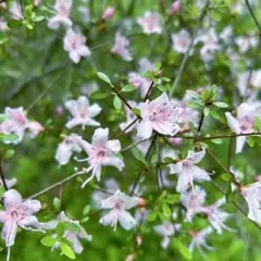 ツツジ（抜き苗）躑躅　ツツジ苗木のサムネイル