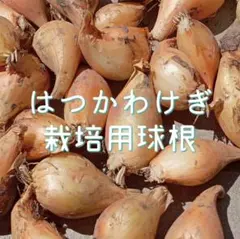 하츠카와기 재배 전구 타입 4 우편배송