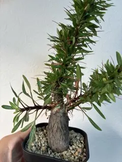 F.ファシクラータ 【国内実生苗】 F.ファシクラータ 【国内実生苗】 Yahoo!オークション