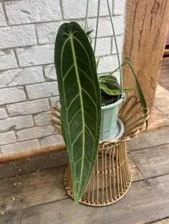 アンスリウム・ワロクアーナムAnthurium warocqueanumのサムネイル