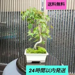 盆栽 もみじ フェイクグリーン 鉢植え エミリオロバ - メルカリ