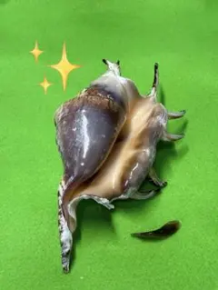 貝殻標本(沖縄の青い海の宝)ロウソクガイ蓋付 - メルカリ