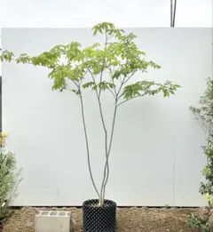 アオダモ 株立 3mオーバー - メルカリ
