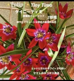 人気品種✨チューリップ　タイニーティモ(原種系) 球根　２個　星型の花がキュートのサムネイル