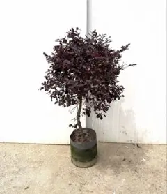 山採りムラモミジ NO2 H150cm W70cm 14 - メルカリ