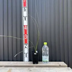 コスパ最強★極上クサントロエア・プレイシー　185本以上 種子] ザントロエア プレイシー Xanthorrhoea preissii | グラスツリー