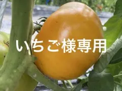 いちご様専用です