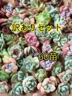 訳ありセット 60苗　多肉植物　エケベリア　カット苗
