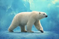 Item thumbnail for item 86ade0f4-49b0-43be-af63-fad277bbeaea