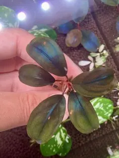 Bucepharandra sp Black Flame - メルカリ