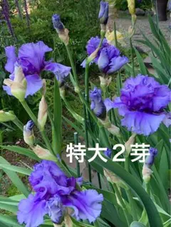ジャーマンアイリス DM賞イーデスウルフォード➕二季咲メモリーオブ