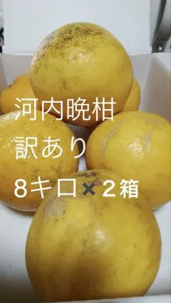 農薬不使用河内晩柑！「愛♡晩柑」木成りみかん10キロ！愛南町農園直送