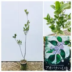 2025年最新】ハイノキの人気アイテム - メルカリ