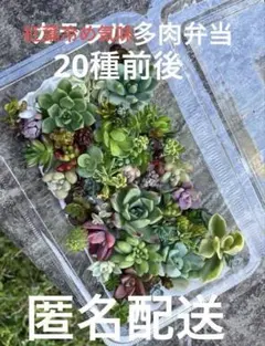 2026年最新】だるま姫秀麗錦の人気アイテム - メルカリ