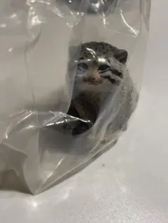 いきもの大図鑑　野生のネコ科動物　アドバンス　マヌルネコ