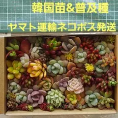 ⑤お得！　多肉植物　カット苗　韓国苗　&　普及種　セダムヤマト運輸　ネコポス発送