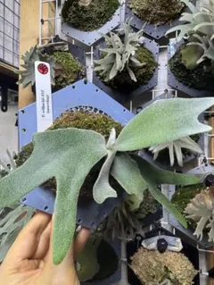 willinckii dwarf Nano　胞子培養　2　ビカクシダ willinckii dwarf OMG 胞子培養 5 ビカクシダ - メルカリ
