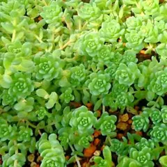 多肉植物　セダム　タイトゴメ30カット【育成説明書付】