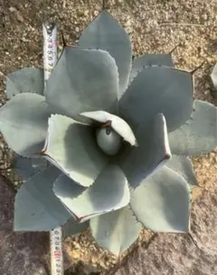 2025年最新】パリートランカータの人気アイテム - メルカリ