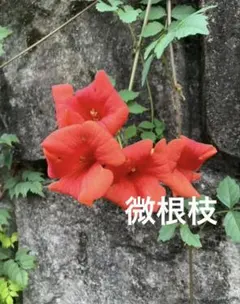 ノウゼンカズラ 根付苗 宿根草 毎年開花 オレンジ色の花 初心者向け