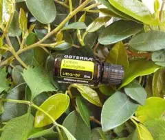 2026年最新】doterraの人気アイテム - メルカリ