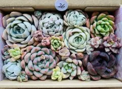 26 多肉植物　多肉弁当　詰め合わせ　寄せ植え　セット　カット苗　韓国苗　セダム