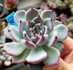 ⑮中里リンゼアナ(実生)❣️ 発根済み メルカリ便送料込 札無し 2026年最新】錦玉園 リンゼアナの人気アイテム - メルカリ