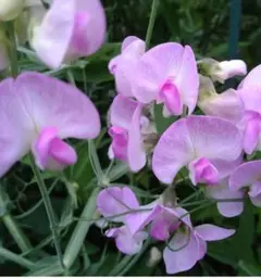 30粒　ツル性宿根スイートピー　花の種　発芽も容易です♪