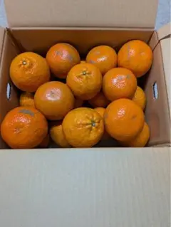 新鮮奄美たんかん20から25程度入り