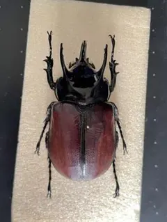 標本】南フランス産 ケルブスミヤマクワガタ 昆虫標本 - メルカリ