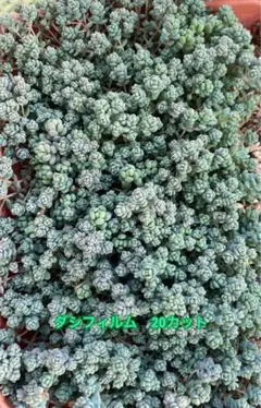 【多肉植物】　セダム3種を20カットずつ