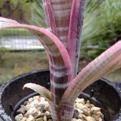 ビルベルギア John Hervy Friend 子株付き ビルベルギア John Hervy Friend 子株付き