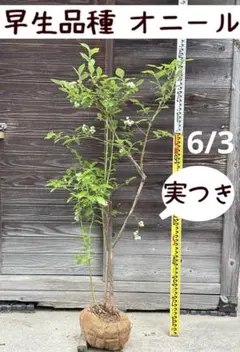 ブルーベリー苗 シャープブルー&オニール大苗2本セット - メルカリ