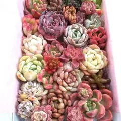 6多肉植物 エケベリア 韓国苗 詰め合わせ 寄せ植えセット❤️多肉弁当