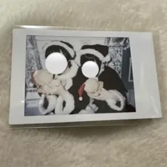 2026年最新】はうき チェキの人気アイテム - メルカリ