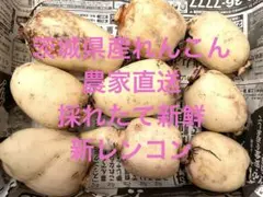 新鮮なレンコン 茨城県産れんこん 新れんこん 農家直送のサムネイル