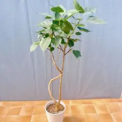フィカス ウンベラータ 140cm８号 S-shaped tree form フィカス ウンベラータ 140cm8号 S-shaped tree form - メルカリ